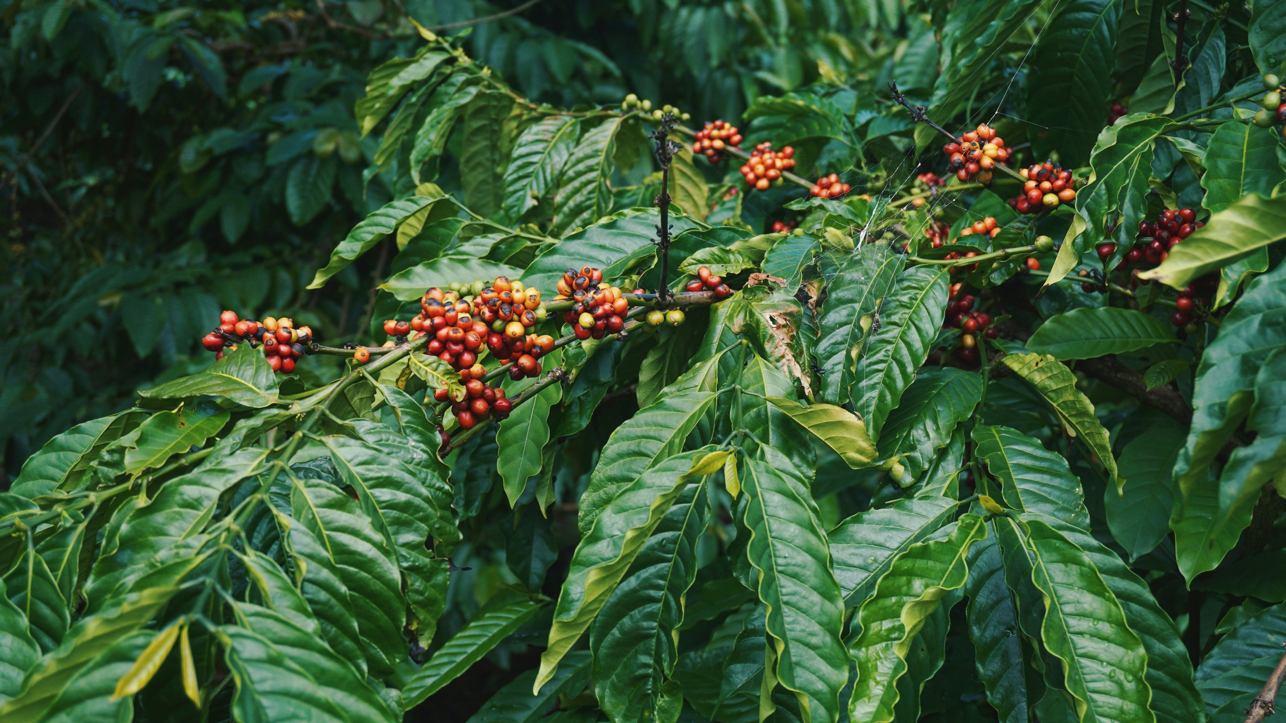 dang-cong-JqF4IS65xEg-unsplash.jpg