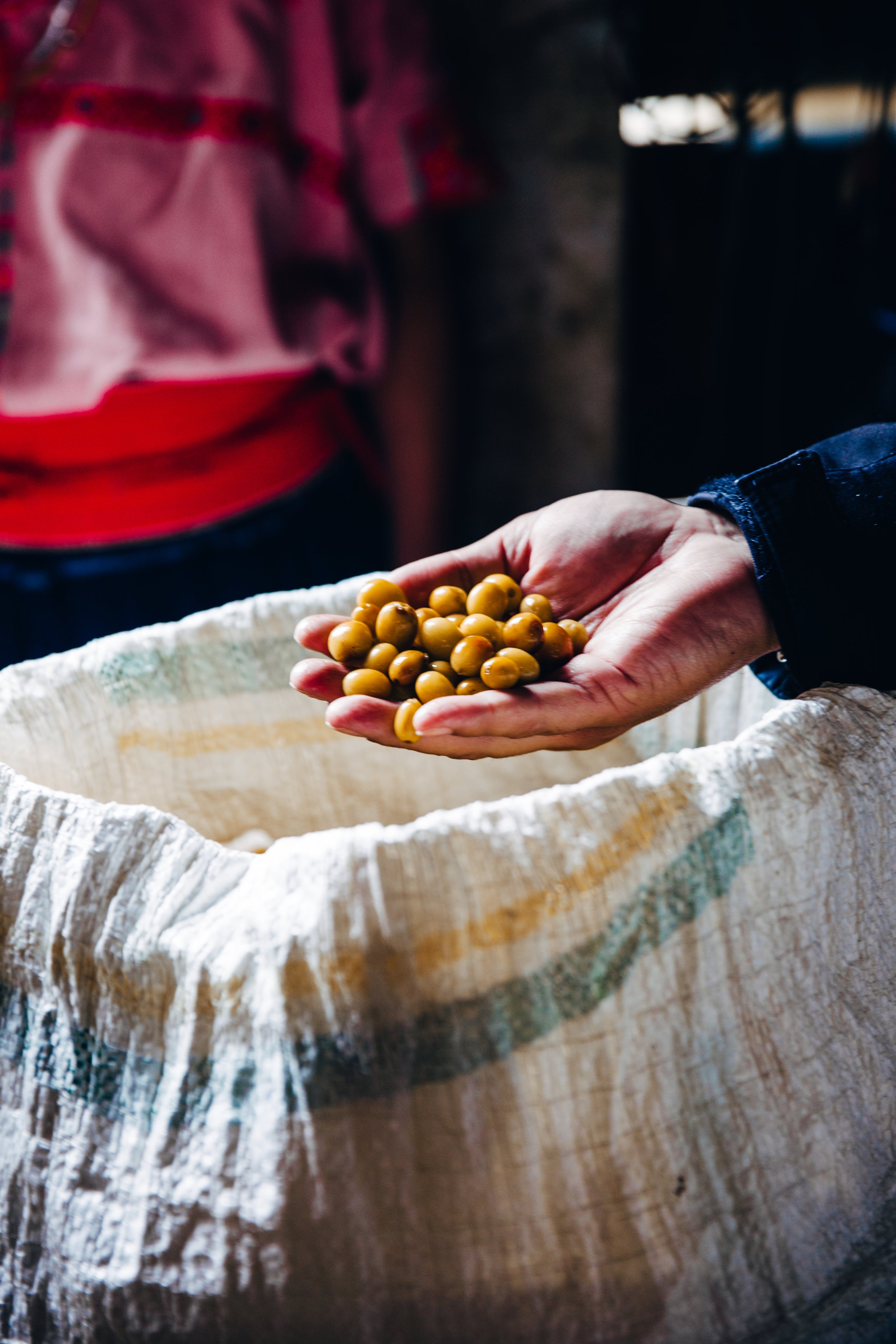 fresh-picked-coffee-beans-for-roasting.jpg
